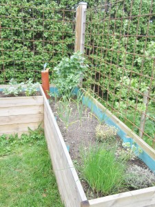 Højbedet med overvintrene hvidløg og krydderurter 